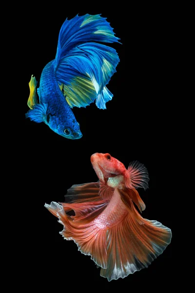 Dvě Krásné Betta Ryby Plavání Akváriu Tmavém Pozadí Zblízka — Stock fotografie