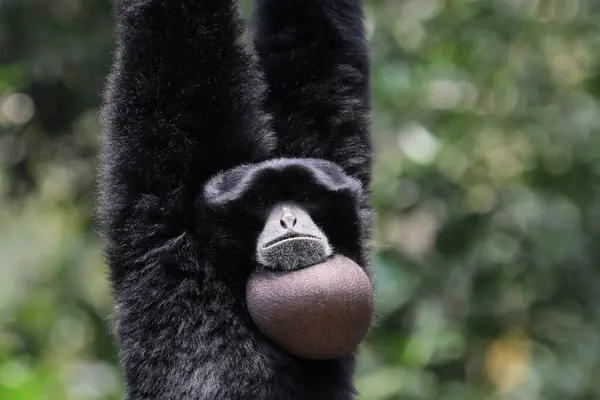 Retrato Mono Siamang Balanceándose Árbol Indonesia — Foto de Stock