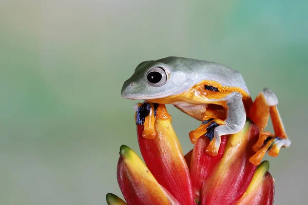 Javan Tree Frog Flower Bud Indonesia — Stock Photo, Image