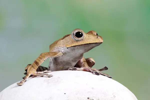 Borneo Eared Tree Groda Klippa Indonesien — Stockfoto