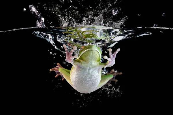 개구리 인도네시아 — 스톡 사진