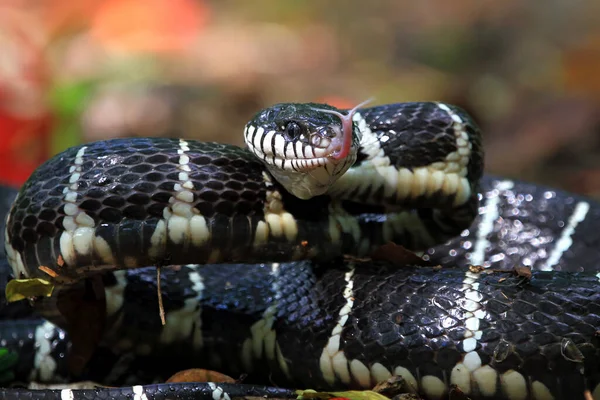 Portrait Boiga Snake Ready Strike Indonesia — Stock Photo, Image