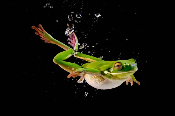 Sapo Árvore Lábios Brancos Nadando Subaquático Indonésia — Fotografia de Stock