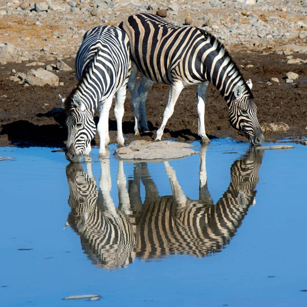 纳米比亚埃托沙国家公园两只斑马在一个水坑里喝水 — 图库照片
