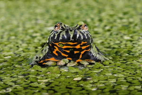 Retrato Sapo Barriga Fogo Uma Lagoa Cheia Plantas Daninhas Indonésia — Fotografia de Stock