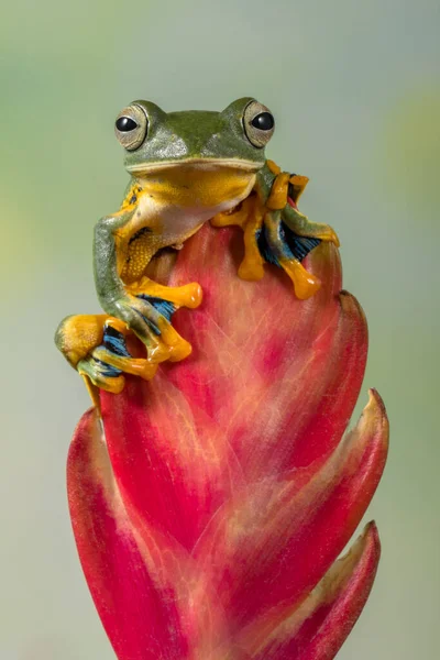 Portrait Frog Red Flower Bud Indonesia — Stock Photo, Image