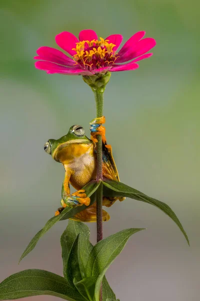 Żaba Kwiatku Indonezja — Zdjęcie stockowe