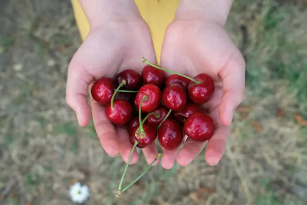Overhead View Child Holding Fresh Cherries Usa — Stock Photo, Image