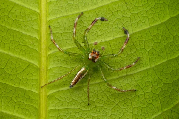 Павук Рисі Листі Індонезія — стокове фото