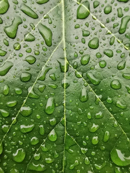 Primo Piano Goccioline Dell Acqua Una Foglia — Foto Stock