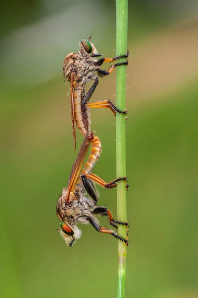 Two Robberflies Mating Indonesia — Stock Photo, Image