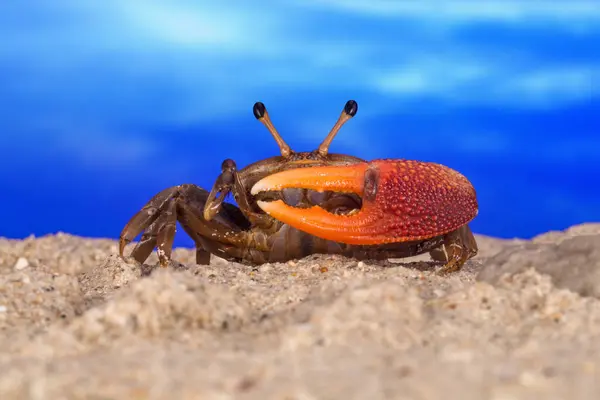 Close Portrait Fiddler Crab Beach Indonesia — Stock Photo, Image
