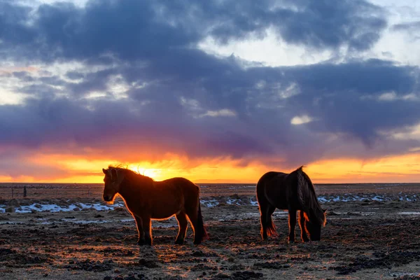 Islandpferde Weiden Auf Einem Feld Island — Stockfoto