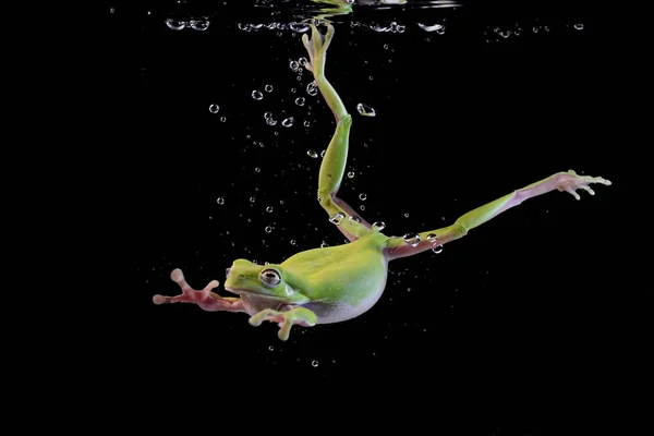 바다에서 수영하는 개구리 인도네시아 — 스톡 사진