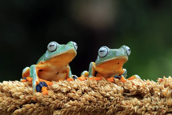 Twee Javan Boom Kikkers Een Plant Indonesie — Stockfoto