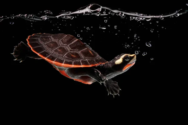 Red Bellied Cooter Swimming Underwater Indonesia — Zdjęcie stockowe