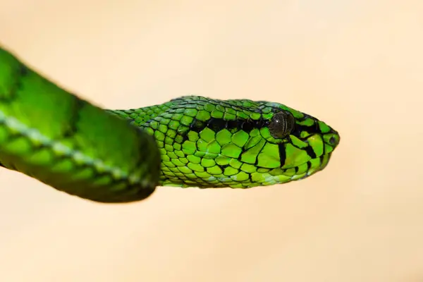 Close Green Viper Snake Ready Strike Indonesia — Stock Photo, Image