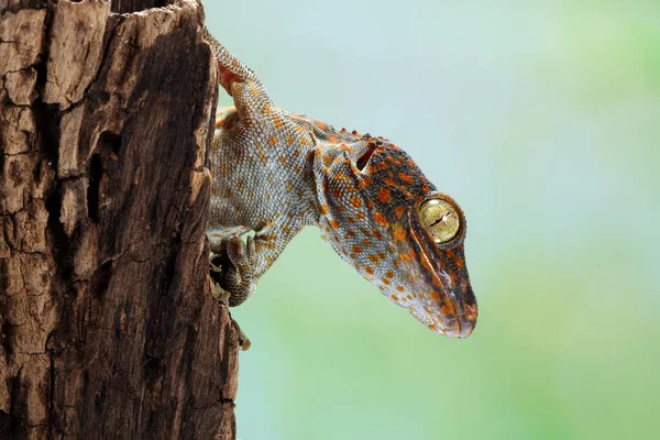 Retrato Tokay Gecko Indonesia —  Fotos de Stock