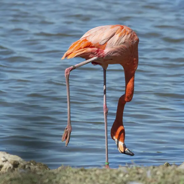 Pink Flamingo Standing Lake France — Stock Photo, Image