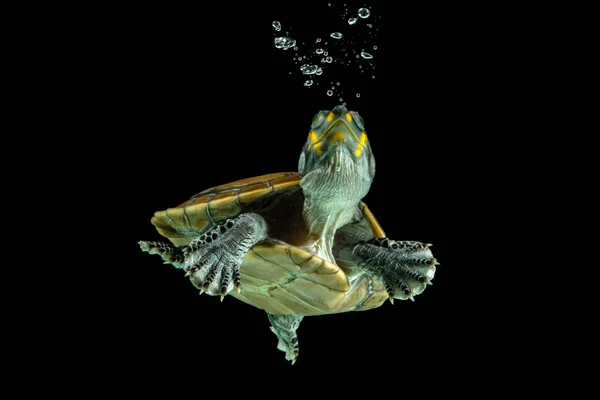 Tortue Nageant Sous Eau Indonésie — Photo