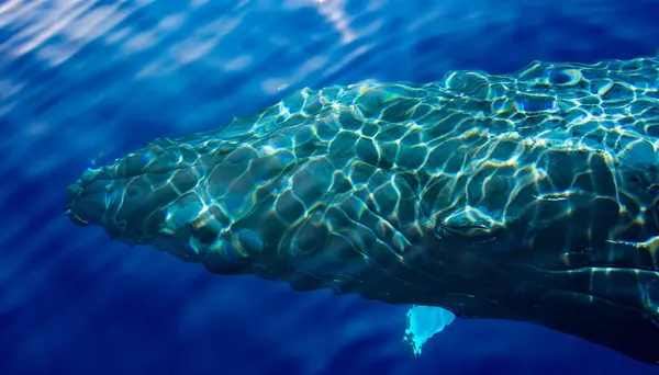 Overhead View Humpback Whale Swimming Ocean Maui Hawaii Usa — Stock Photo, Image