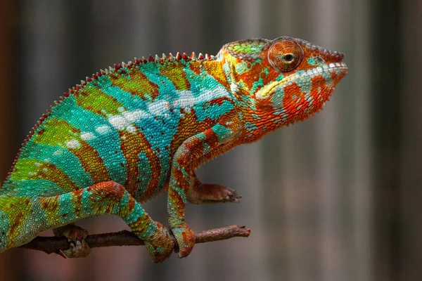 Portrait Une Panthère Caméléon Sur Une Branche Indonésie — Photo