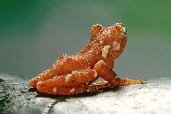 Жемчужная Лягушка Листе Индонезия — стоковое фото