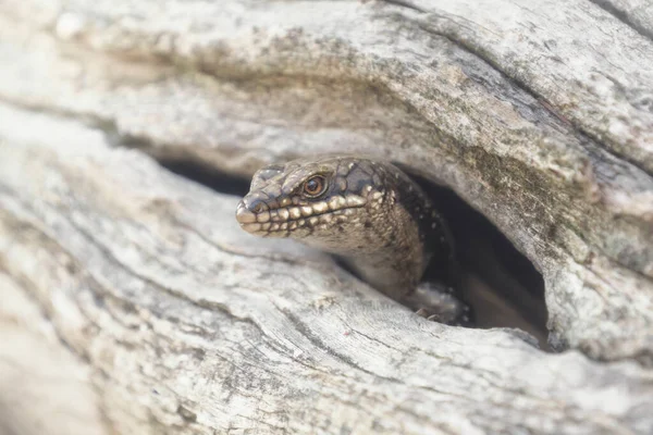 Tree Crevice Skink Κοιτάζοντας Μέσα Από Μια Τρύπα Ένα Υποκατάστημα — Φωτογραφία Αρχείου