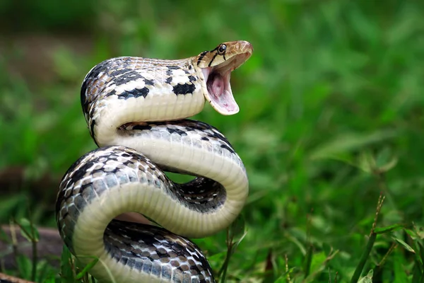 Serpent Tête Cuivrée Prêt Frapper Indonésie — Photo