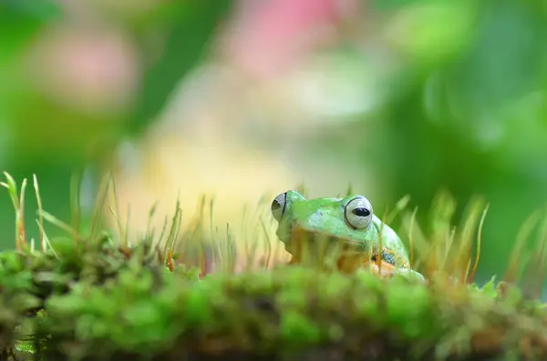 Gros Plan Une Grenouille Assise Sur Mousse Indonésie — Photo