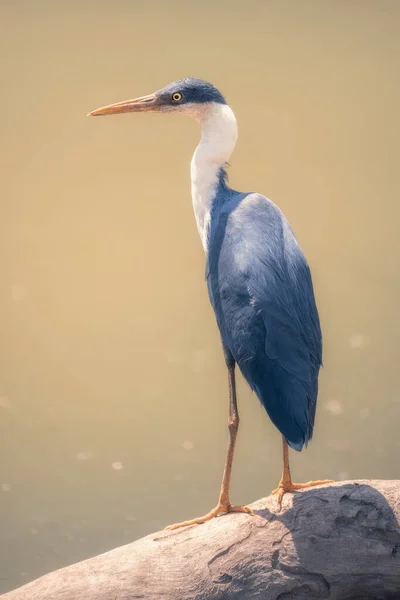 Pied Heron Empoleirado Log Por Lago Austrália — Fotografia de Stock