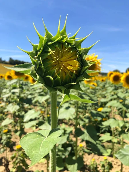 Schönes Sonnenblumenfeld Sonnigem Tag — Stockfoto
