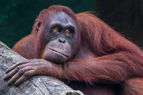 Portrét Mužského Orangutana Indonésie — Stock fotografie