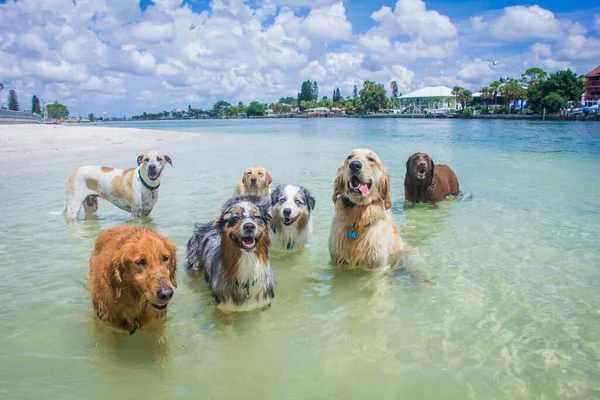 Grupo Perros Pie Océano Florida —  Fotos de Stock