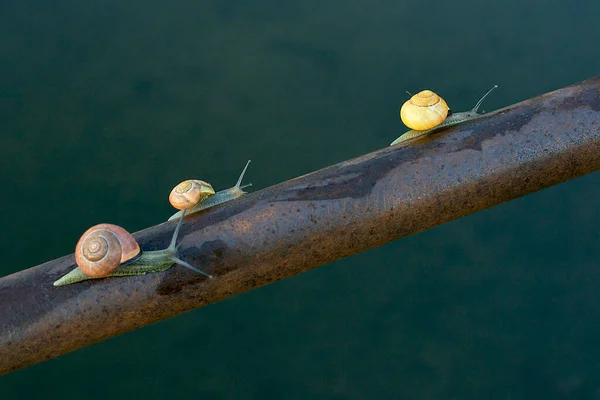 Three Snails Metal Pole Lithuania — Stock Photo, Image