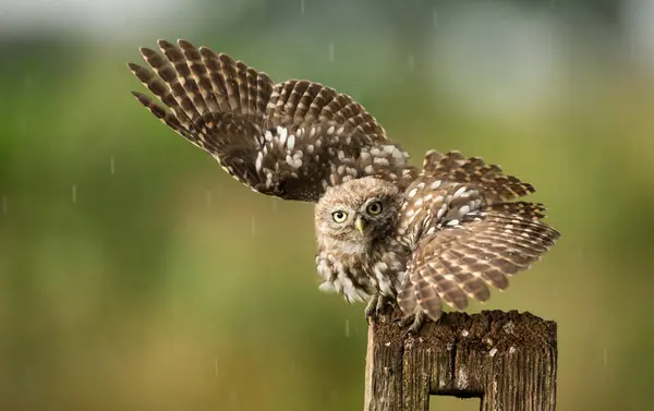 Portrait Feathered Wild Owl Close View — Stock Photo, Image