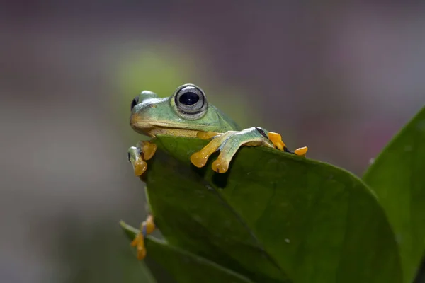 Rana Albero Giava Una Foglia Indonesia — Foto Stock