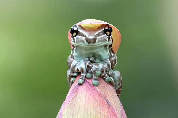 Amazon Milk Frog Flower Bud Indonesia — Stock Photo, Image