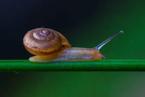 Close Caracol Uma Fábrica Indonésia — Fotografia de Stock