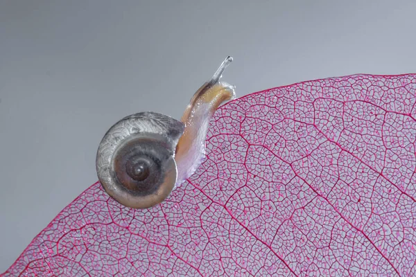 Primer Plano Caracol Miniatura Una Hoja Indonesia — Foto de Stock