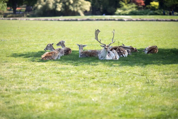 Stag Deer Lying Field France — Stock Photo, Image