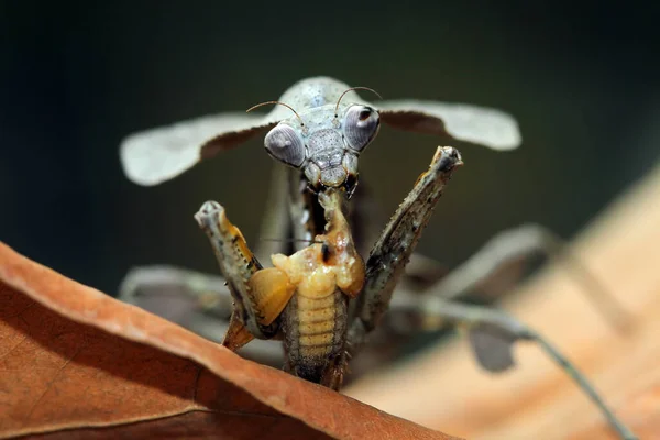 Springende Spinne Frisst Ein Insekt Nahsicht — Stockfoto