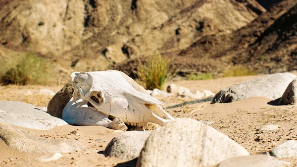 Czaszka Zwierzęca Kanion Rzeki Fish Namibia — Zdjęcie stockowe