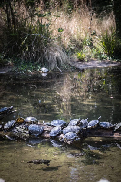 Reihe Von Schildkröten Auf Einem Ast Einem Fluss Frankreich — Stockfoto