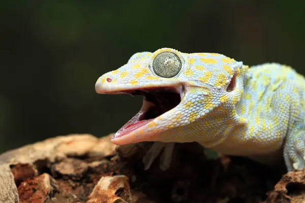 印度尼西亚Tokay Gecko白化病患者特写镜头 — 图库照片