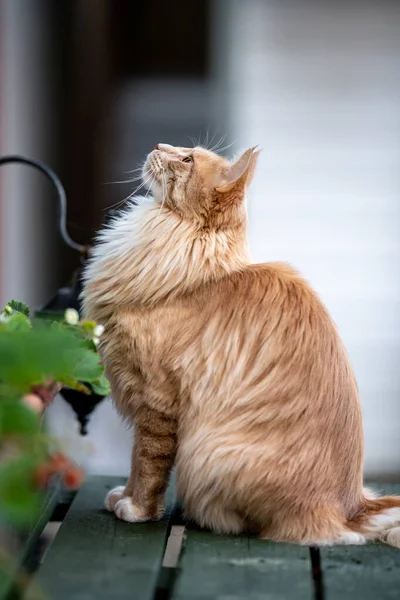 Chat Maine Coon Assis Dans Jardin — Photo