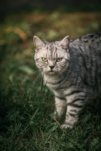 庭の英国の短髪猫の肖像画 — ストック写真
