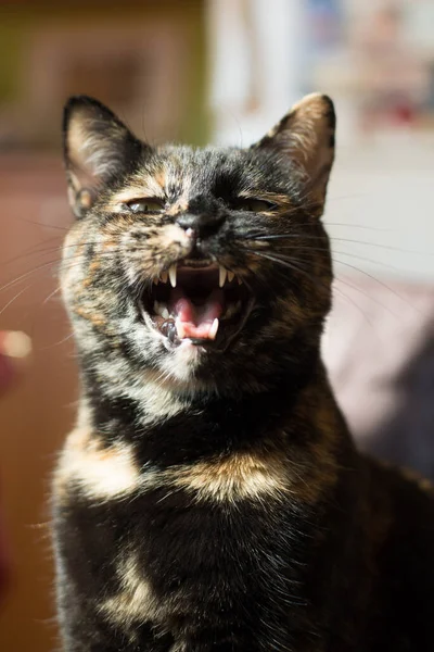 Portrait Tortoiseshell Cat Snarling — Stock Photo, Image