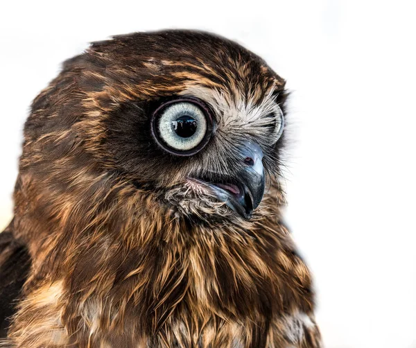 Portrait Hibou Sauvage Plumes Vue Rapprochée — Photo