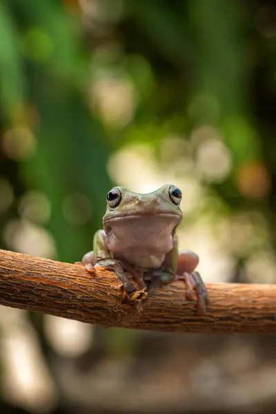 Dumpy Tree Frog Branch Indonesia — Stock Photo, Image